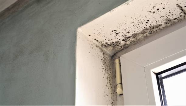 Best Attic Mold Removal  in Georgetown, SC