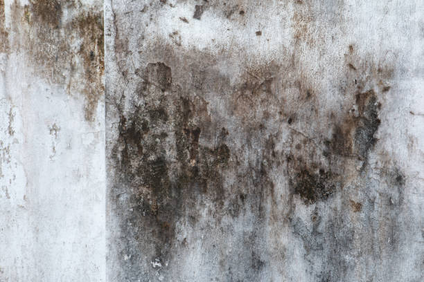 Best Mold Removal for HVAC Installations  in Georgetown, SC