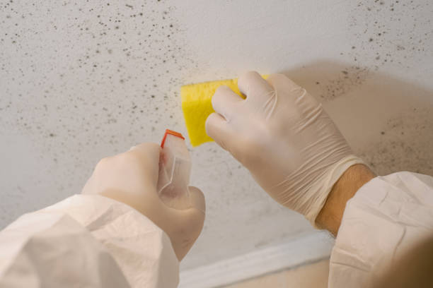 Dehumidification Services in Georgetown, SC