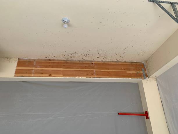 Best Flood Damage  in Georgetown, SC