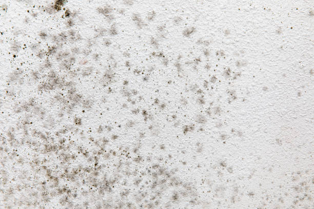 Best Asbestos and Lead Testing During Mold Inspection  in Georgetown, SC