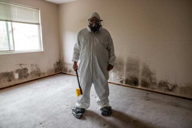 Best Environmental Consulting for Mold Prevention  in Georgetown, SC